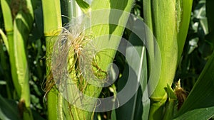 Sweet corn, green full grown many corn plant with green leaves and corn on the cob in leaves hauled in on the corn field. maize pl