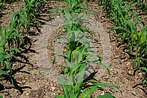 Sweet corn growing in the home garden.