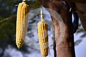 Sweet corn hanging on tree.