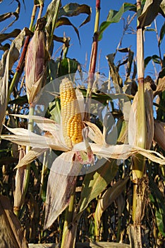 Sweet corn harvest