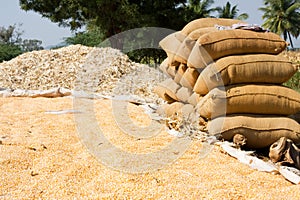 Sweet corn harvesting