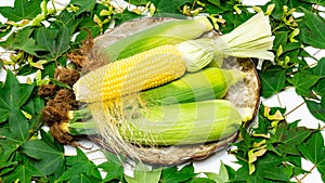 Sweet corn with high sugar content grown in nature, harvested at a Korean farm in early summer