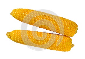 Sweet corn isolated. Boiled corn cob or maize