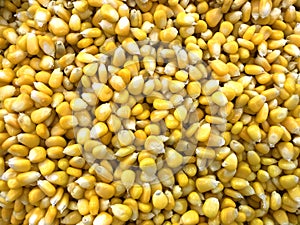 Sweet corn kernels for background.