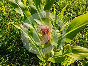Sweet corn or maize lat. Zea mays.