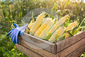 Sweet corn, Organic sweet corn harvested in a wooden crate. The background is a corn field at the close of the sun