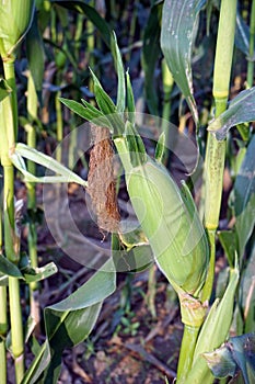 sweet corn production field at harvest time