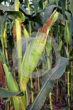 sweet corn production field at harvest time