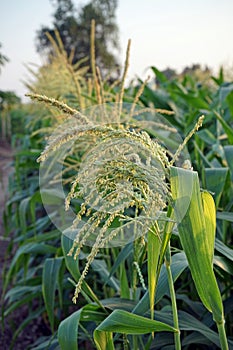 sweet corn production field at harvest time