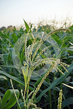 sweet corn production field at harvest time