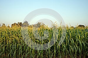 sweet corn production field at harvest time