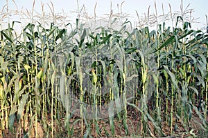 sweet corn production field at harvest time, corn cob