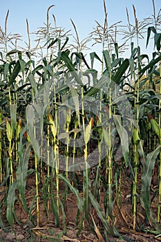 sweet corn production field at harvest time, corn cob