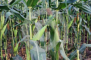 sweet corn production field at harvest time, corn cob