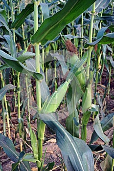 sweet corn production field at harvest time, corn cob