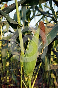 sweet corn production field at harvest time, corn cob