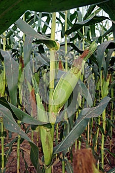 sweet corn production field at harvest time, corn cob