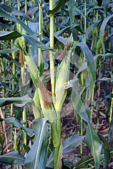 sweet corn production field at harvest time, corn cob