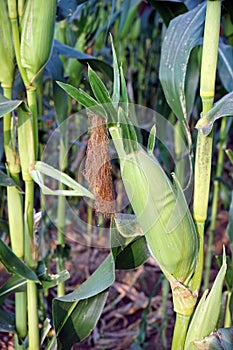 sweet corn production field at harvest time, corn cob