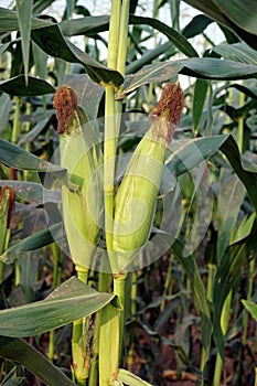 sweet corn production field at harvest time, corn cob