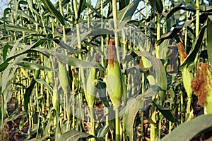 sweet corn production field at harvest time, corn cob