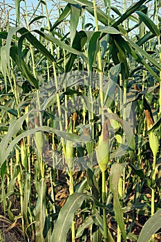 sweet corn production field at harvest time, corn cob