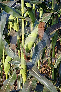 sweet corn production field at harvest time, corn cob
