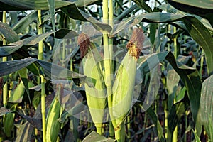 sweet corn production field at harvest time, corn cob