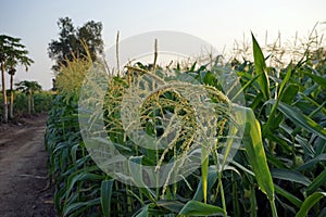 sweet corn production field, tasseling