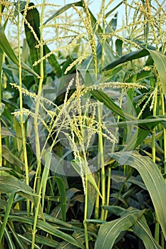 sweet corn production field, tasseling