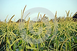 sweet corn production field, tasseling