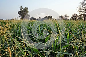 sweet corn production field, tasseling