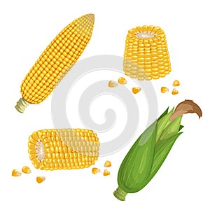 Sweet corn set. Cartoon style. Corn cobs, cuts of corn and seeds. Golden maize collection. Vector illustrations