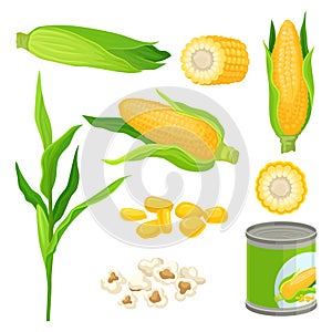 Sweet corn set, fresh corncobs, popcorn, canned corn vector Illustrations on a white background