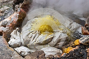 Furnas geyser sacks sewing sweet corn cobs, a typical snack from the island of SÃÂ£o Miguel, Azores PORTUGAL
