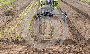 Sweet corn transplanter machine inserting seedlings on ground. Sweet corn planting process from greenhouse to farmland