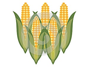 Sweet Corn vector drawing