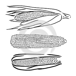 Sweet corn. Vector hand drawn vegetables isolated on white background