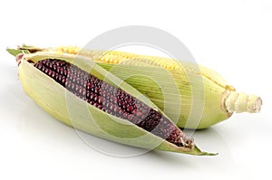 Sweet corn (Zea mays L.) and Maiz morado (flour corn, Zea mays amylacea) photo