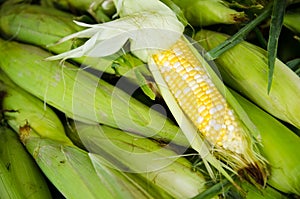 Sweet Corns