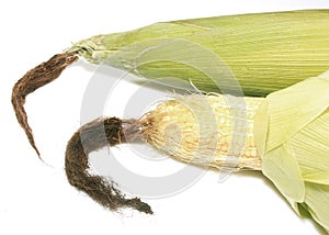 Sweet corns on white background