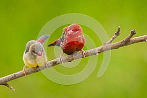 Sweet couple Red Avadavat