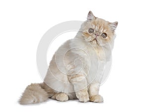 Sweet cream smoke Persian cat kitten,Isolated on white.