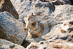 Sweet curious california ground squirrel, animal in california