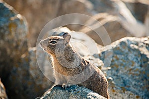 Sweet curious california ground squirrel, animal in california