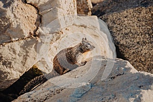 Sweet curious california ground squirrel, animal in california