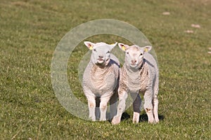 Sweet and curious young lambs