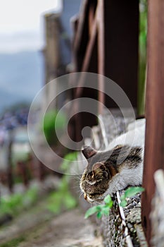 Sweet Cute Cat Sitting at The Stairs of Jiufen