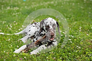 Sweet cute dalmatian dog puppy lying on the meadow and chewing on a branch stick.4 month old dog chewing in the grass on