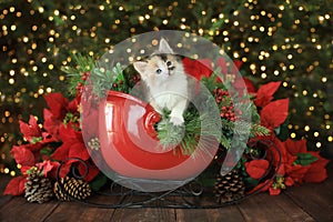 Sweet Cute Kitten in a Holiday Christmas Sleigh